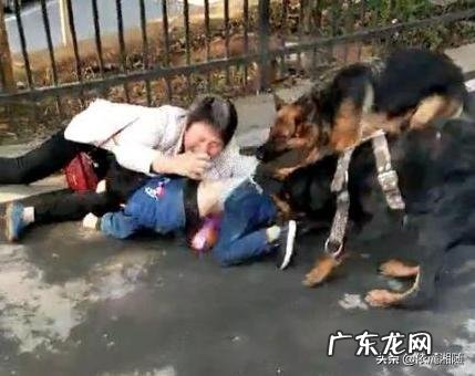 自家狗被咬死了有什么说法嘛 自己被名贵的狗咬了一口,失手将其打死,算谁的责任