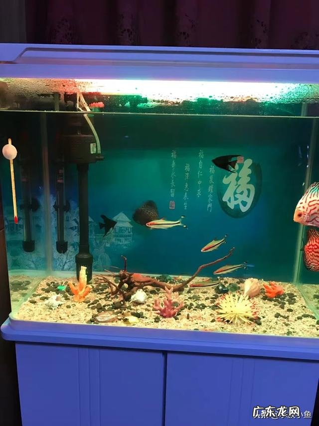自己做一个80*40*40的鱼缸需要多少钱 买了一个80*35*50的鱼缸,需要买哪些装备