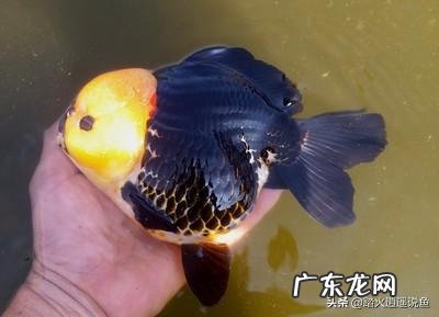 鱼缸里的水很腥怎么办 鱼缸水面上有腥味怎么处理