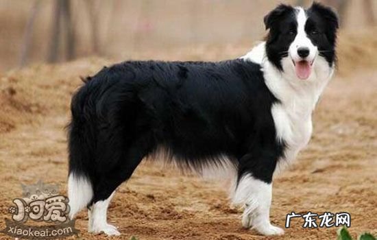 边境牧羊犬的智商有多高 边境牧羊犬智商排名第一