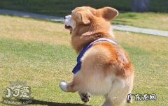 柯基好养不好养 柯基不好养的原因
