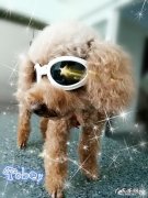 带着狗狗自驾游 如何带狗狗一起自驾游