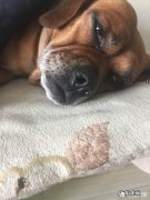 狗狗子宫蓄脓会自愈吗 狗狗得了子宫蓄脓怎么办
