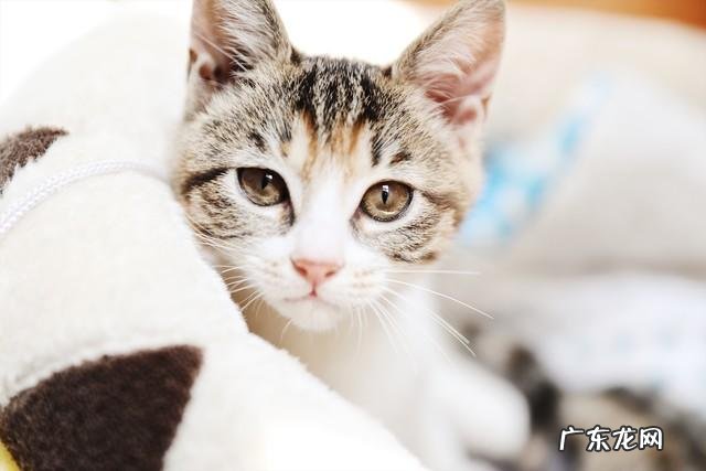夸奖猫咪好看怎么说 怎样夸赞猫咪,猫咪才会知道你在夸赞它