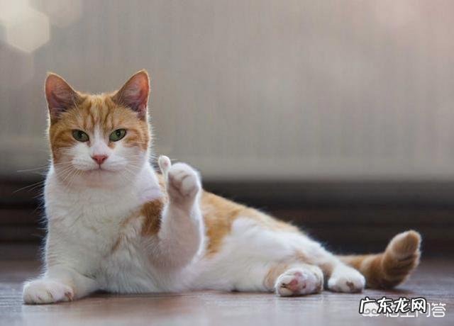 夸奖猫咪好看怎么说 怎样夸赞猫咪,猫咪才会知道你在夸赞它