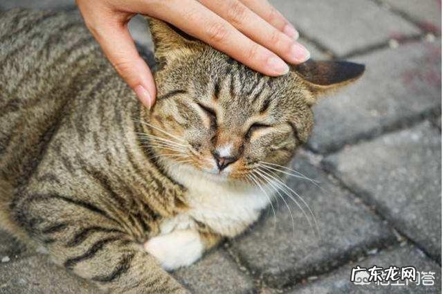 夸奖猫咪好看怎么说 怎样夸赞猫咪,猫咪才会知道你在夸赞它