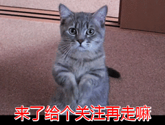 夸奖猫咪好看怎么说 怎样夸赞猫咪,猫咪才会知道你在夸赞它