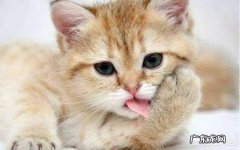 夸奖猫咪好看怎么说 怎样夸赞猫咪，猫咪才会知道你在夸赞它