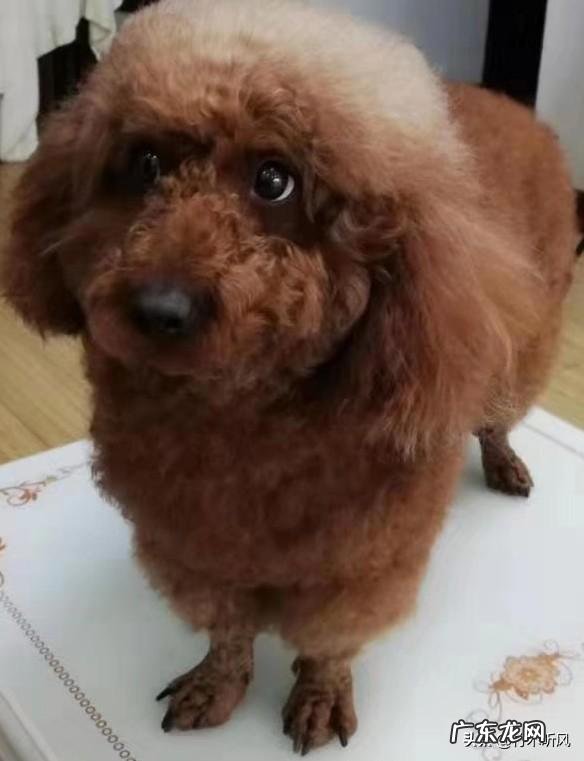 泰迪长期不挤肛门腺会出现什么情况 不帮泰迪犬挤肛门腺有什么危害
