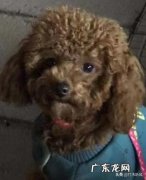 泰迪长期不挤肛门腺会出现什么情况 不帮泰迪犬挤肛门腺有什么危害