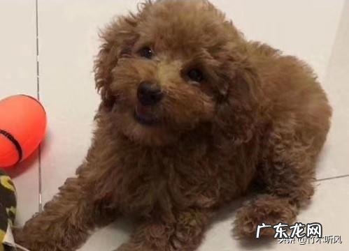 泰迪长期不挤肛门腺会出现什么情况 不帮泰迪犬挤肛门腺有什么危害