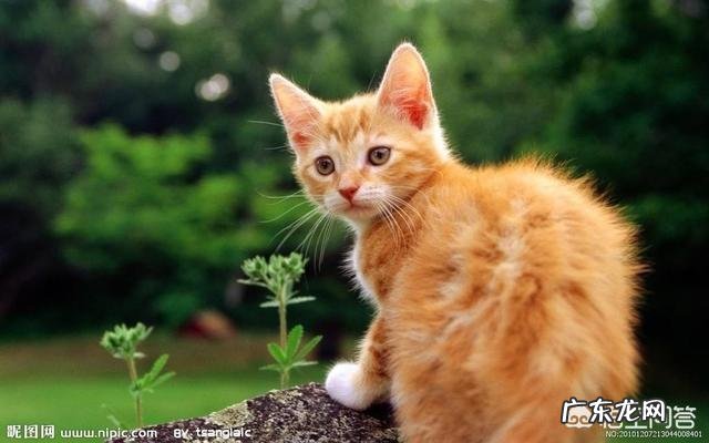 为什么很少看到流浪猫群体里有室内猫宠物猫,比如英短蓝猫,美短折耳猫等