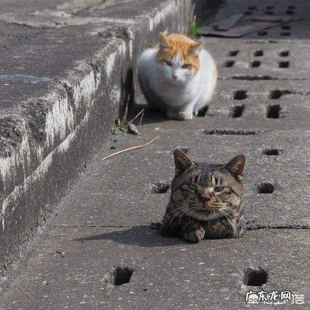 为什么很少看到流浪猫群体里有室内猫宠物猫,比如英短蓝猫,美短折耳猫等