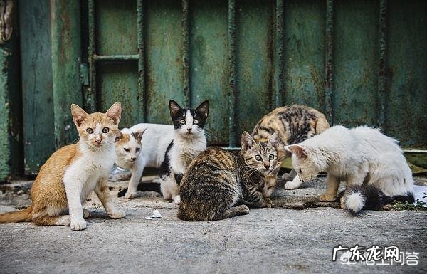 为什么很少看到流浪猫群体里有室内猫宠物猫,比如英短蓝猫,美短折耳猫等