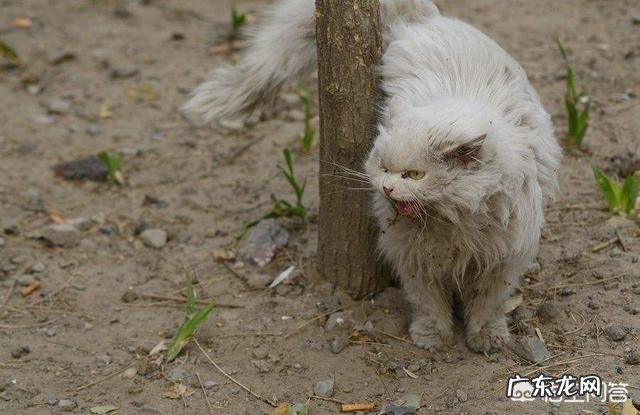 为什么很少看到流浪猫群体里有室内猫宠物猫,比如英短蓝猫,美短折耳猫等