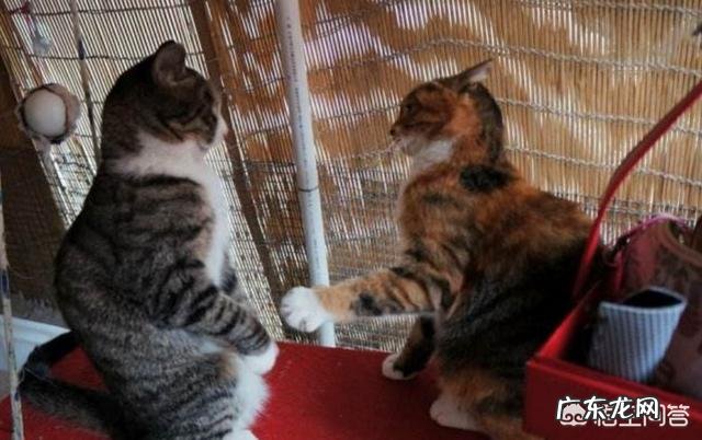 猫为什么对同类那么凶 为什么家猫对人没有什么敌意,对同类却充满敌意