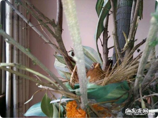 画眉鸟人工繁殖技术 画眉鸟该如何繁殖