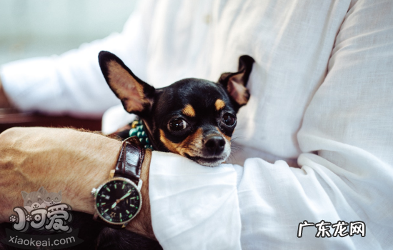 小型犬吉娃娃的品种及价格 怎样挑选吉娃娃幼犬