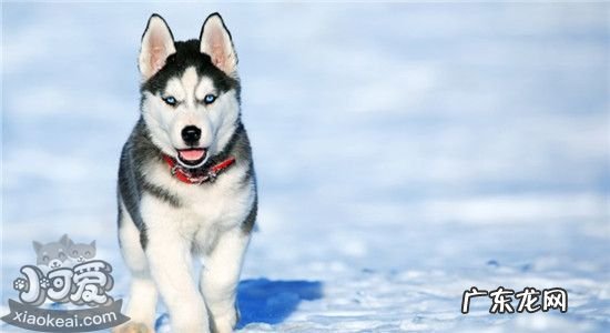 为什么哈士奇很傻 为什么哈士奇那么傻