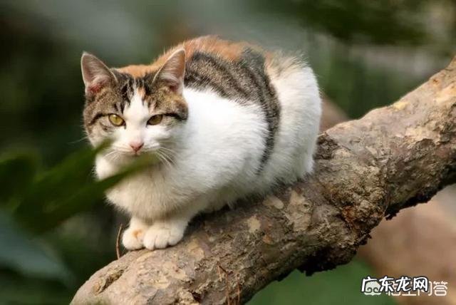 野猫的生存能力 野猫是怎么生存的