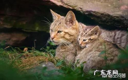 野猫的生存能力 野猫是怎么生存的