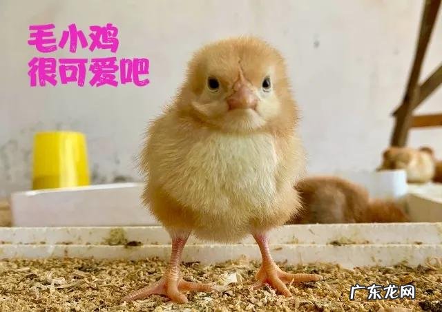 买回来的鸡为什么养不活 路边买的宠物小鸡仔为什么养不活