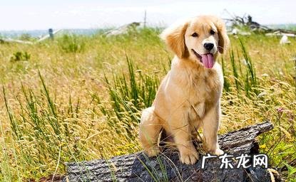 狗狗若有狂犬病会有啥表现 狗狗有狂犬病,会有什么表现