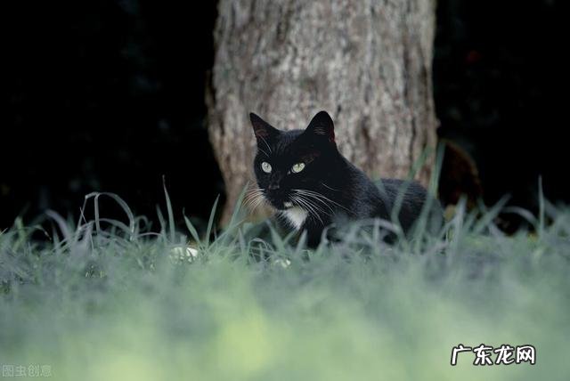 昨天回家，我在路上捡到一只黑猫想把它带回家，但是看到说黑猫不吉利，也有说黑猫最有灵性，能不能养黑猫