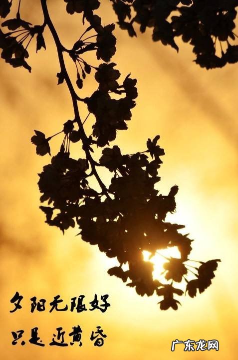 夕阳无限好的下一句是什么？夕阳无限好,只是近黄昏!