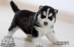 哈士奇幼犬怎么看品相 哈士奇怎么挑选幼犬