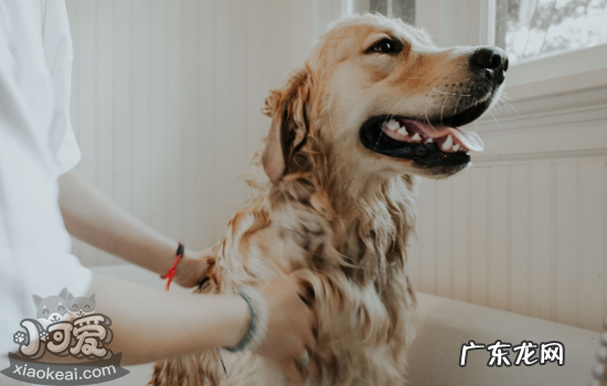 金毛犬怎么挑选 怎么挑选金毛幼崽