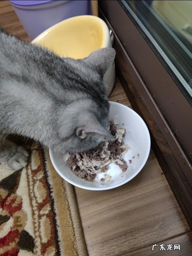 猫猫鸡胸肉可以代替主食吗 猫咪鸡胸肉当主食,猫粮为辅可以吗