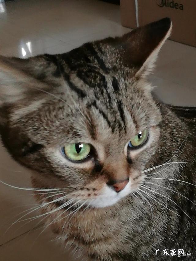 猫猫鸡胸肉可以代替主食吗 猫咪鸡胸肉当主食,猫粮为辅可以吗