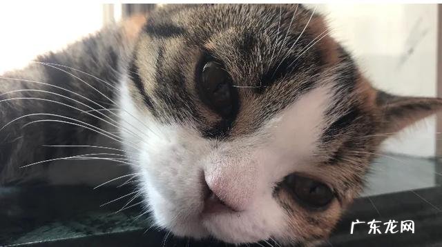 猫知道你喜欢它吗 猫知道主人喜欢它吗