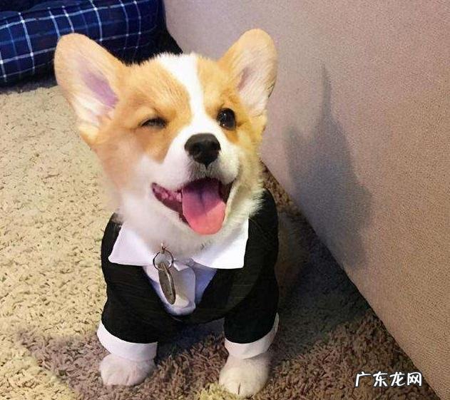 狗狗甲状腺什么原因导致的 狗狗甲状腺正常值是多少