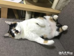 猫胃里有毛球需要开刀吗 猫胃里毛球太多会死吗