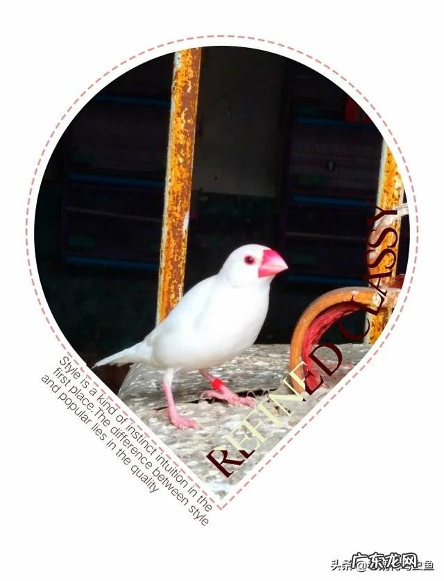 如何养乌龟 如何养鸟