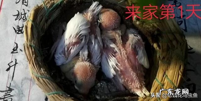 如何养乌龟 如何养鸟