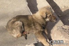 对于流浪狗,我们该怎么做 怎么对待流浪狗