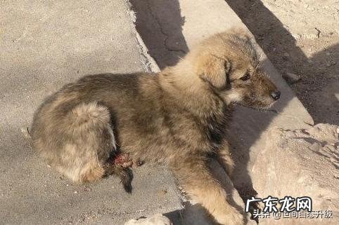对于流浪狗,我们该怎么做 怎么对待流浪狗