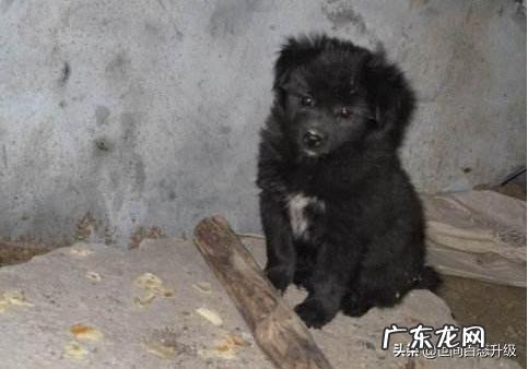 对于流浪狗,我们该怎么做 怎么对待流浪狗