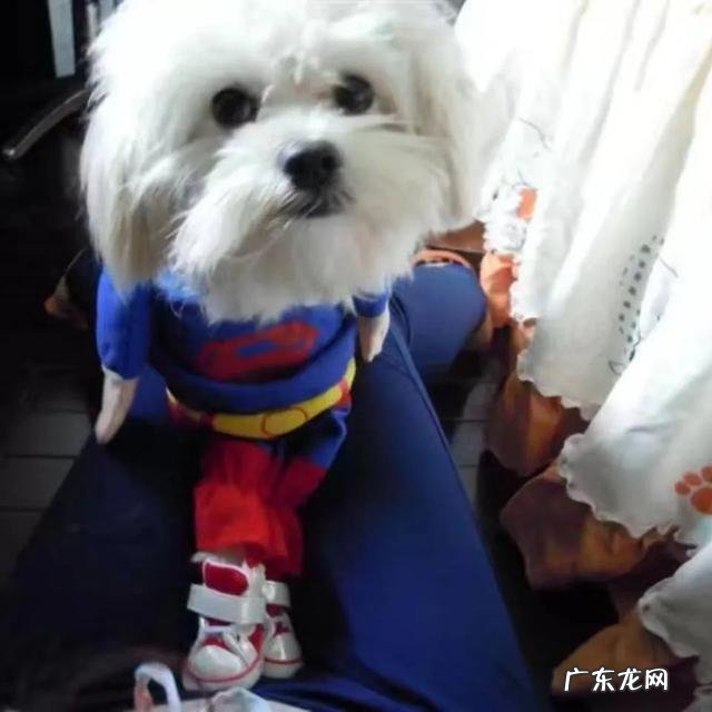 这是一只有故事的狗 你们家狗子有没有发生过可爱的故事