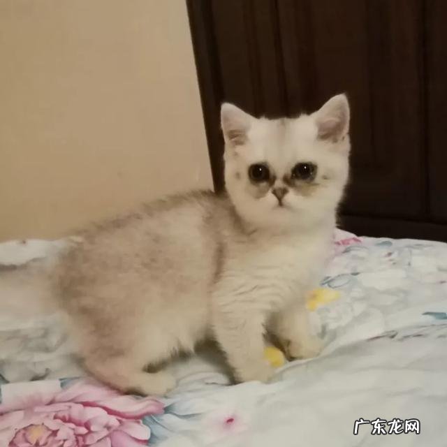 这是一只有故事的狗 你们家狗子有没有发生过可爱的故事