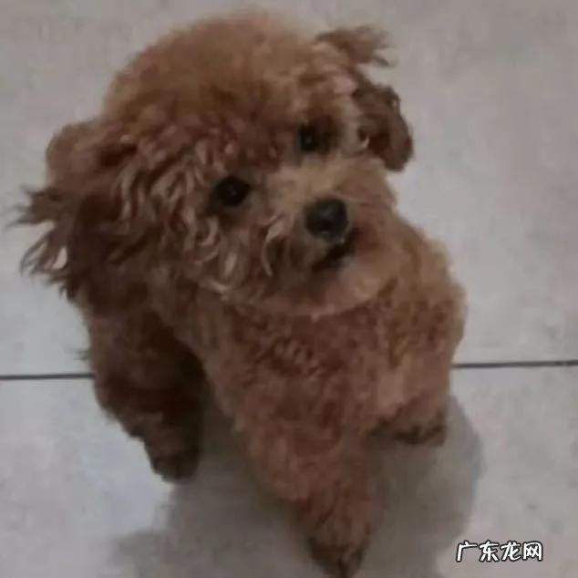 这是一只有故事的狗 你们家狗子有没有发生过可爱的故事