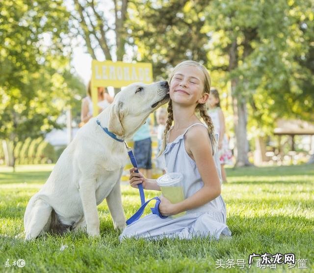 智商较高的狗狗 智商高的狗狗都有哪些表现