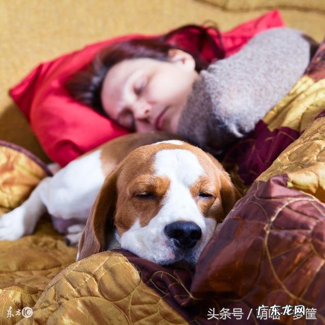 智商较高的狗狗 智商高的狗狗都有哪些表现