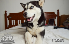 家庭养什么大型犬最好 什么大型犬适合家养