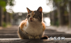 公猫小便频繁怎么回事 猫小便频繁是怎么回事啊