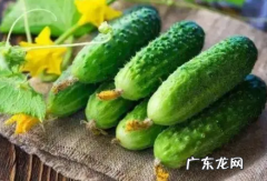 越冬茬黄瓜怎样管理 越冬黄瓜如何管理