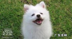 萨摩耶和银狐犬哪个适合家养 银狐犬和萨摩耶的区别有哪些